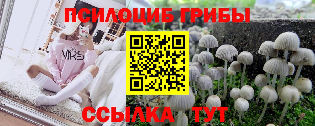 Галлюциногенные грибы Psilocybe Людиново